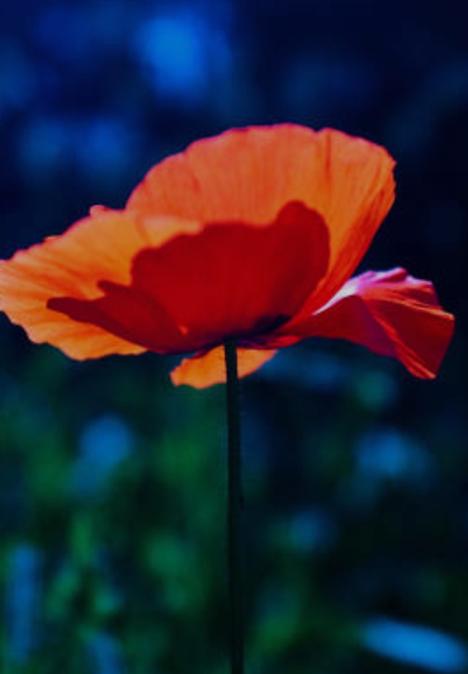 Red Poppy